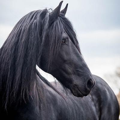 zdjęcie dużego konia na tle jasnego nieba